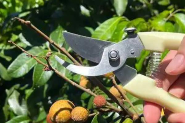 百香果怎么摘心，需要将主干上的心摘掉