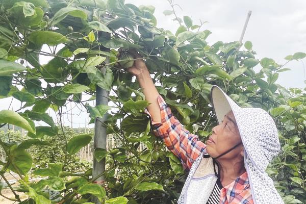 百香果怎么摘心，需要将主干上的心摘掉