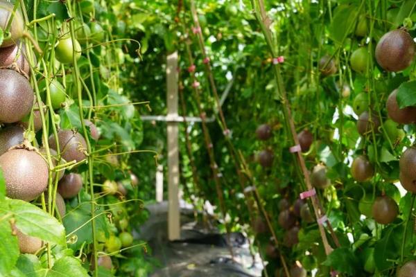 百香果怎么摘心，需要将主干上的心摘掉