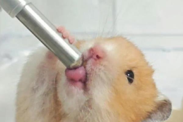 怎么预防仓鼠湿尾，及时更换吸水效果好的垫材