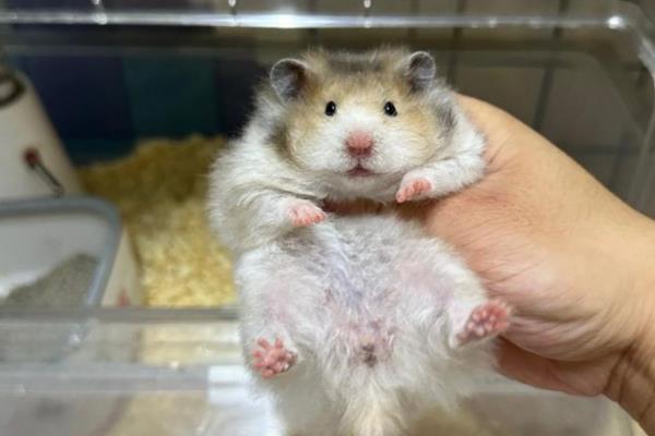 怎么预防仓鼠湿尾，及时更换吸水效果好的垫材