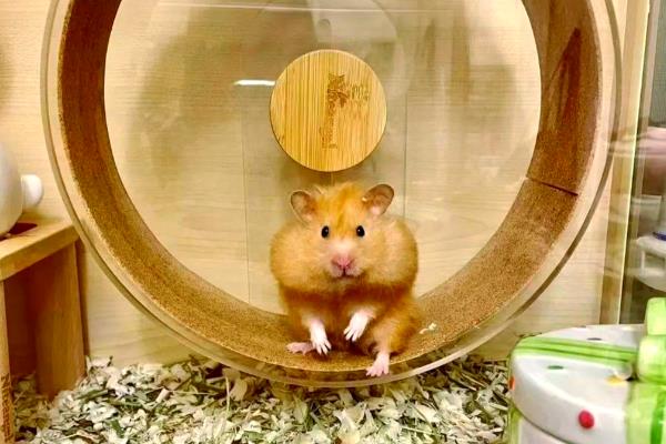 怎么预防仓鼠湿尾，及时更换吸水效果好的垫材