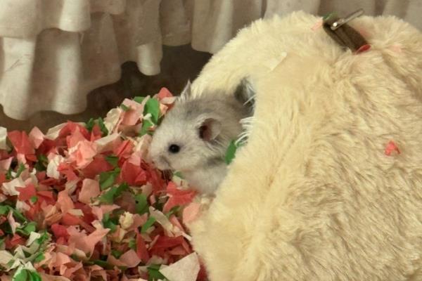 怎么预防仓鼠湿尾，及时更换吸水效果好的垫材