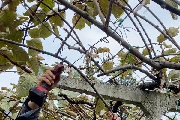 猕猴桃剪枝后流水如何解决，喷施多菌灵可让伤口快速结痂