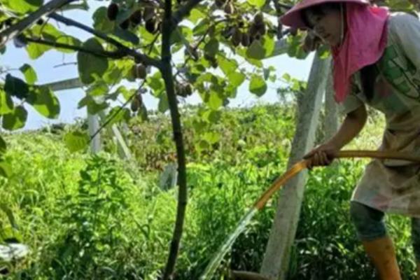 猕猴桃剪枝后流水如何解决，喷施多菌灵可让伤口快速结痂