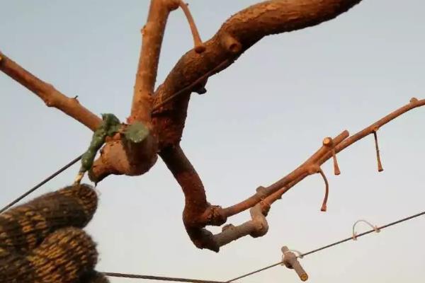 猕猴桃剪枝后流水如何解决，喷施多菌灵可让伤口快速结痂