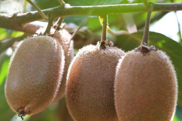 猕猴桃剪枝后流水如何解决，喷施多菌灵可让伤口快速结痂