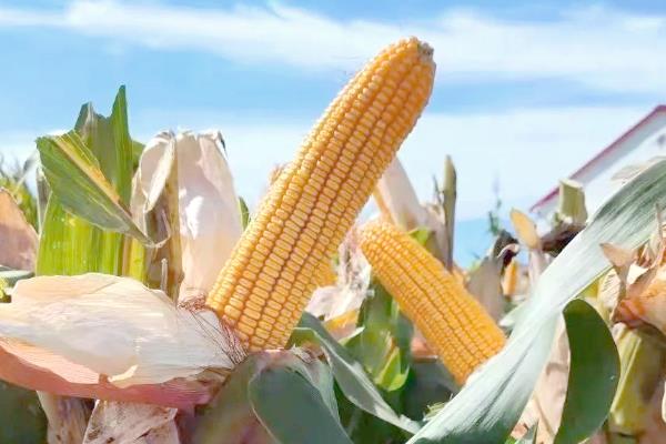 隆禧119玉米种的特征特性，生育期为127天左右