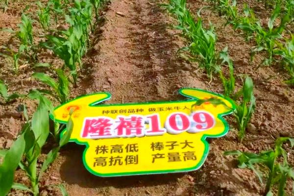 隆禧119玉米种的特征特性，生育期为127天左右