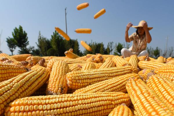 隆禧119玉米种的特征特性，生育期为127天左右