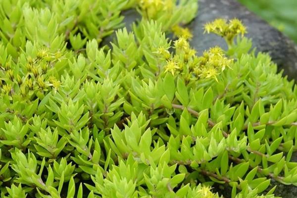 垂盆草有哪些品种,垂盆草其实只有一种