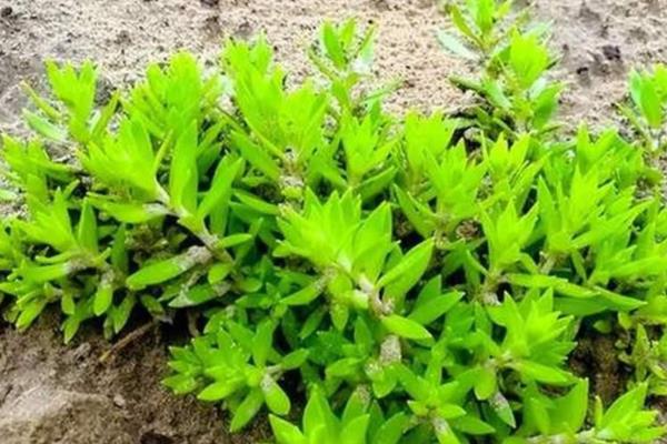 垂盆草有哪些品种,垂盆草其实只有一种