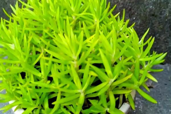 垂盆草有哪些品种,垂盆草其实只有一种