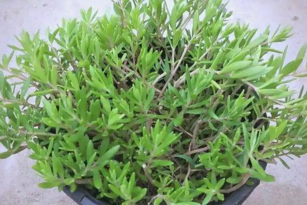 垂盆草有哪些品种,垂盆草其实只有一种