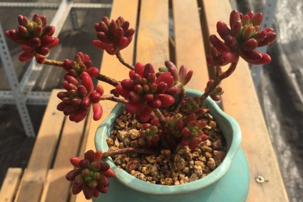 虹之玉如何养爆盆,在光照充足的环境中养护