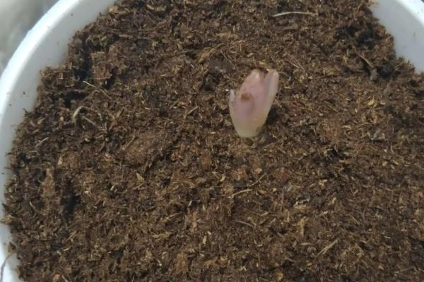 虹之玉如何养爆盆,在光照充足的环境中养护