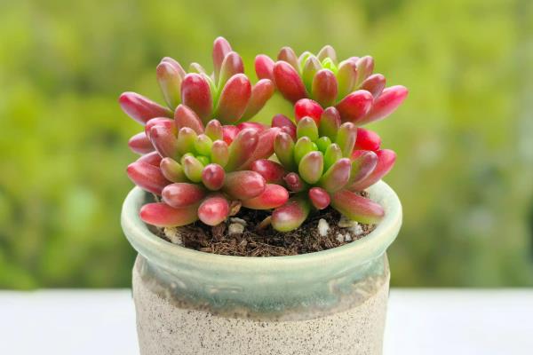 虹之玉如何养爆盆,在光照充足的环境中养护