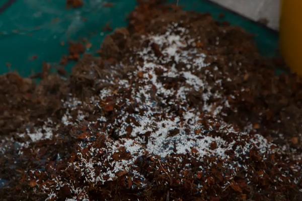 虹之玉如何养爆盆,在光照充足的环境中养护