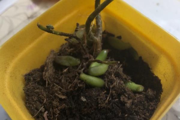 虹之玉如何养爆盆,在光照充足的环境中养护