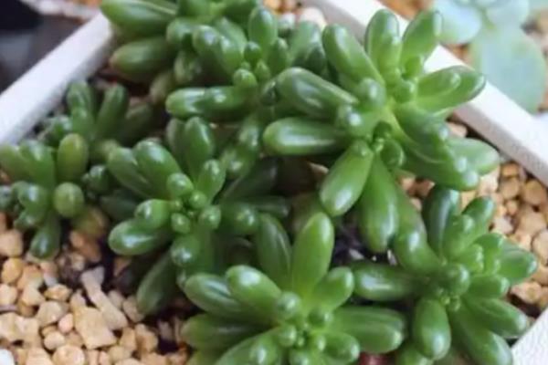 虹之玉如何养爆盆,在光照充足的环境中养护