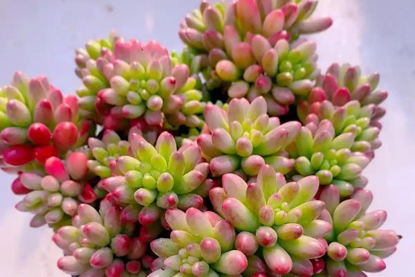 虹之玉如何养爆盆,在光照充足的环境中养护