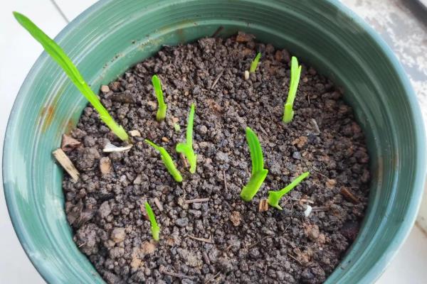 香兰叶怎么种植，平时要保持土壤湿润