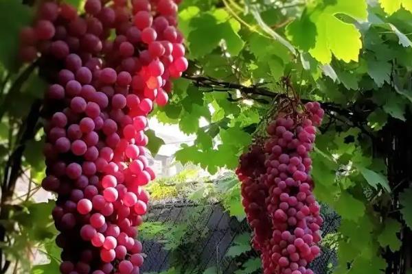 葡萄树适合种在庭院的什么方向，适合东北方向