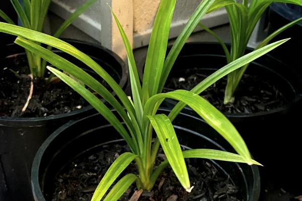 香兰叶怎么种植，平时要保持土壤湿润