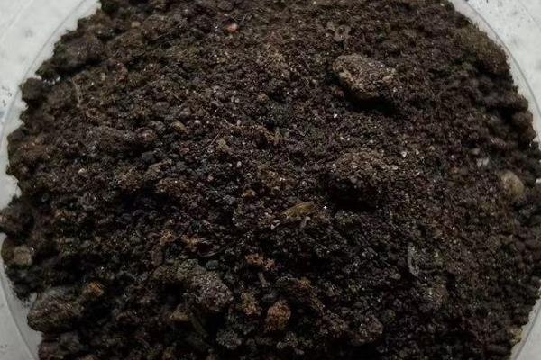 香兰叶怎么种植，平时要保持土壤湿润