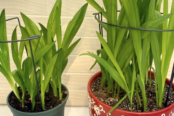 香兰叶怎么种植，平时要保持土壤湿润