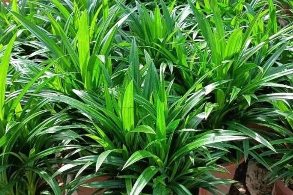 香兰叶怎么种植，平时要保持土壤湿润