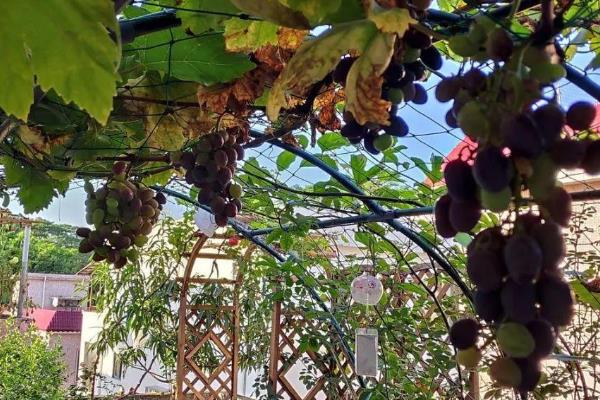 葡萄树适合种在庭院的什么方向，适合东北方向