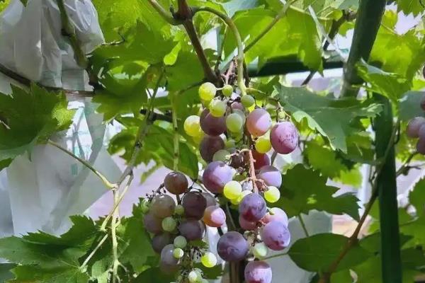 葡萄树适合种在庭院的什么方向，适合东北方向