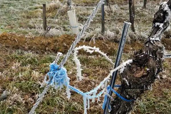 葡萄树适合种在庭院的什么方向，适合东北方向