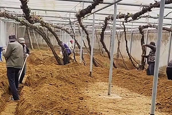 葡萄树适合种在庭院的什么方向，适合东北方向