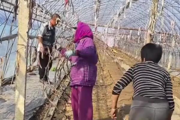 葡萄树适合种在庭院的什么方向，适合东北方向