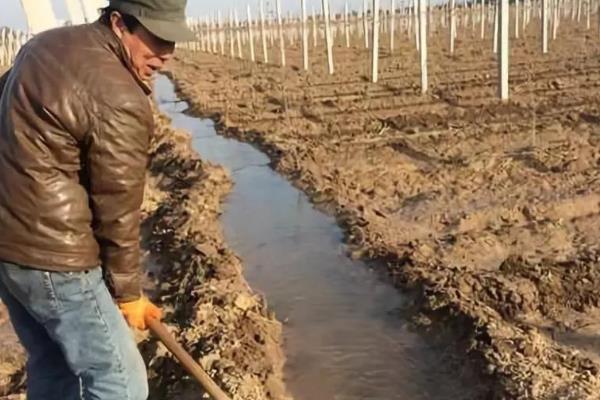 葡萄树适合种在庭院的什么方向，适合东北方向