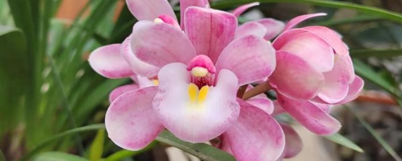 兰花怕不怕霜打，低于0℃可能会被冻伤