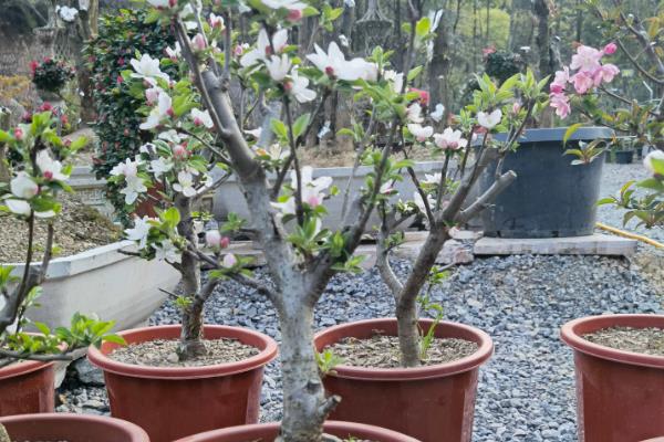 西府海棠长虫子如何处理，养在通风、有阳光的地方可降低病虫危害