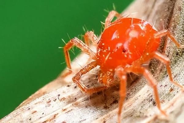 西府海棠长虫子如何处理，养在通风、有阳光的地方可降低病虫危害