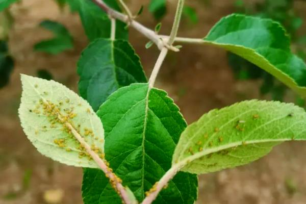 西府海棠长虫子如何处理，养在通风、有阳光的地方可降低病虫危害