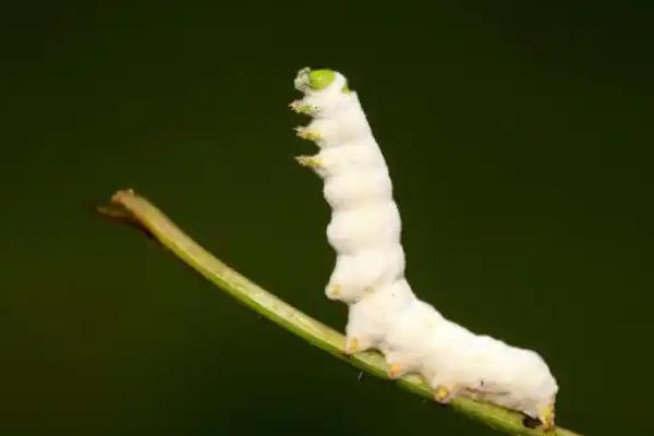 西府海棠长虫子如何处理，养在通风、有阳光的地方可降低病虫危害