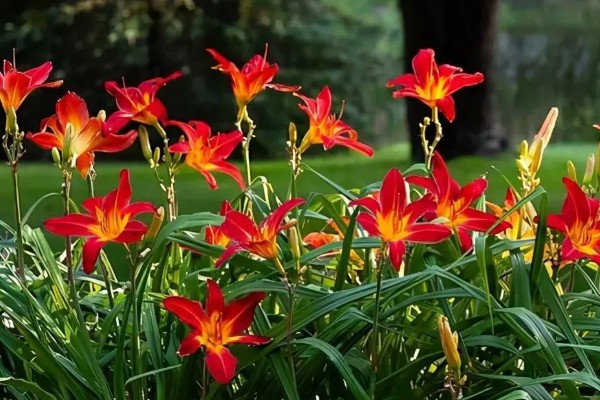 哪种植物和黄花菜相似，萱草看起来很像黄花菜