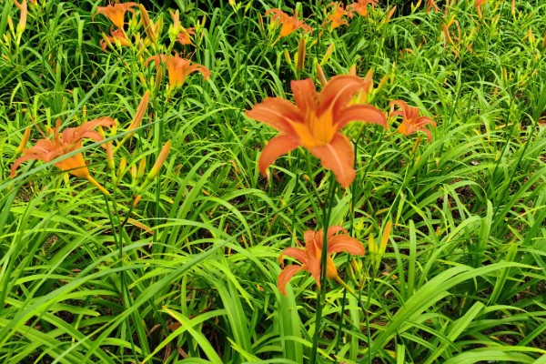 哪种植物和黄花菜相似，萱草看起来很像黄花菜