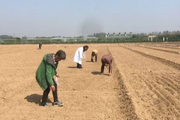 哪种植物和黄花菜相似，萱草看起来很像黄花菜
