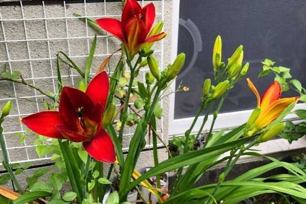 哪种植物和黄花菜相似，萱草看起来很像黄花菜