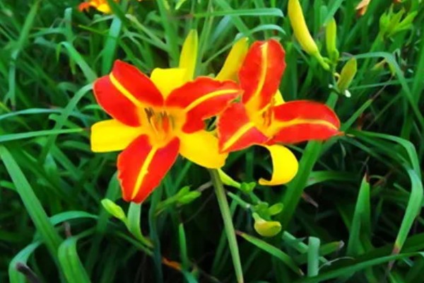 哪种植物和黄花菜相似，萱草看起来很像黄花菜