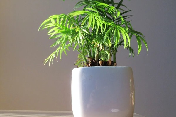 绿植能否除甲醛,可吸收有毒气体净化空气