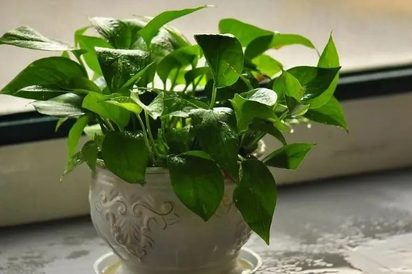 绿植能否除甲醛,可吸收有毒气体净化空气