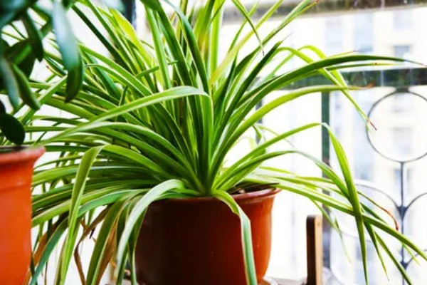 绿植能否除甲醛,可吸收有毒气体净化空气